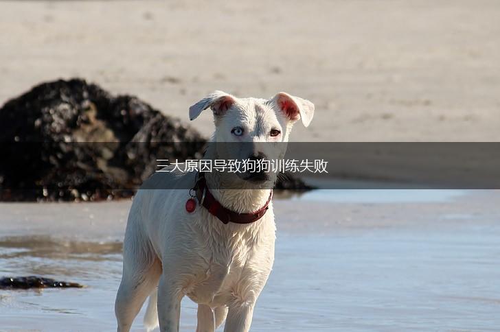 三大原因导致狗狗训练失败,第1张