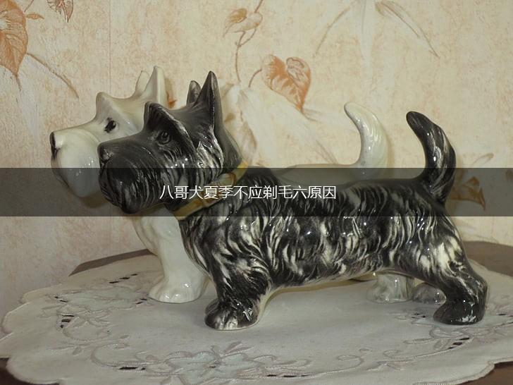 八哥犬夏季不应剃毛六原因,第1张