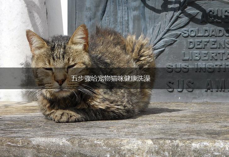 五步骤给宠物猫咪健康洗澡,第1张
