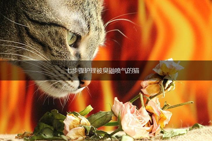 七步骤护理被臭鼬喷气的猫,第1张