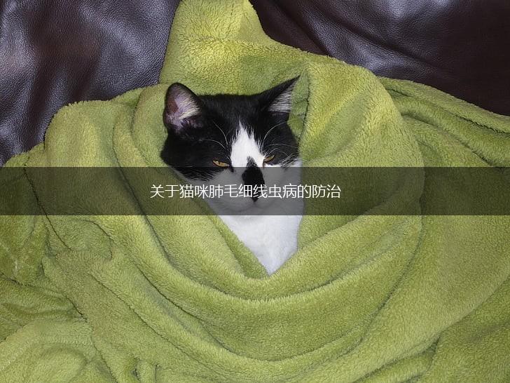 关于猫咪肺毛细线虫病的防治,第1张