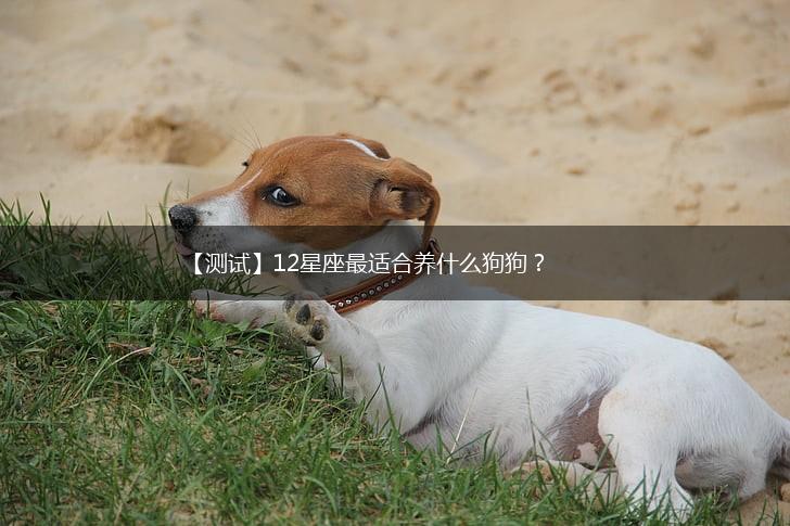 【测试】12星座最适合养什么狗狗？,第1张