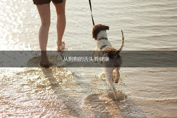 从狗狗的舌头看健康,第1张