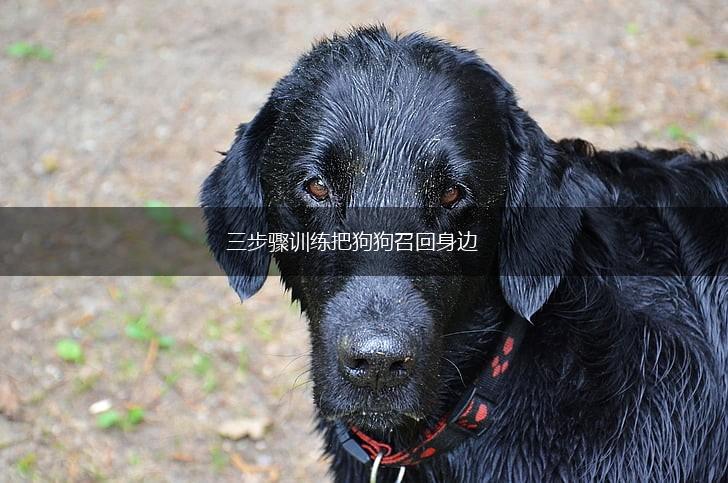 三步骤训练把狗狗召回身边,第1张