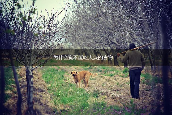 为什么狗不能吃太咸的食物,第1张