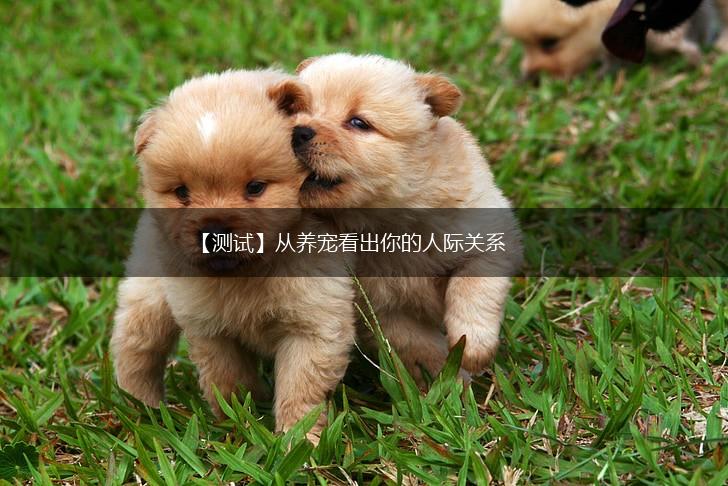 【测试】从养宠看出你的人际关系,第1张