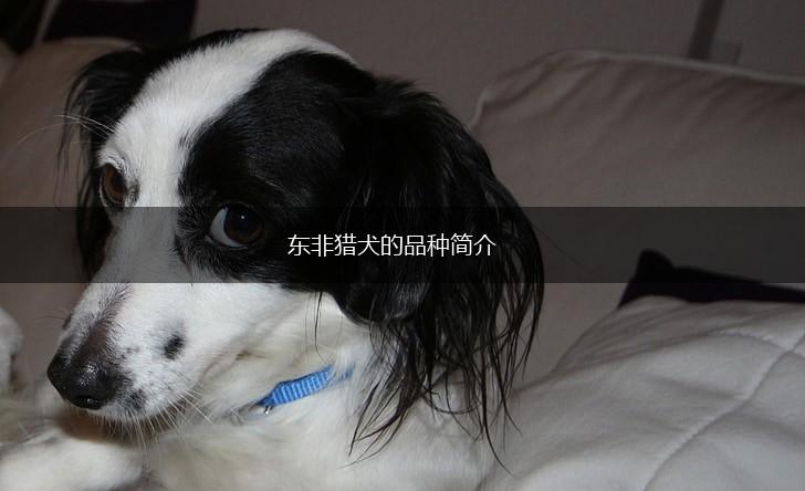 东非猎犬的品种简介,第1张