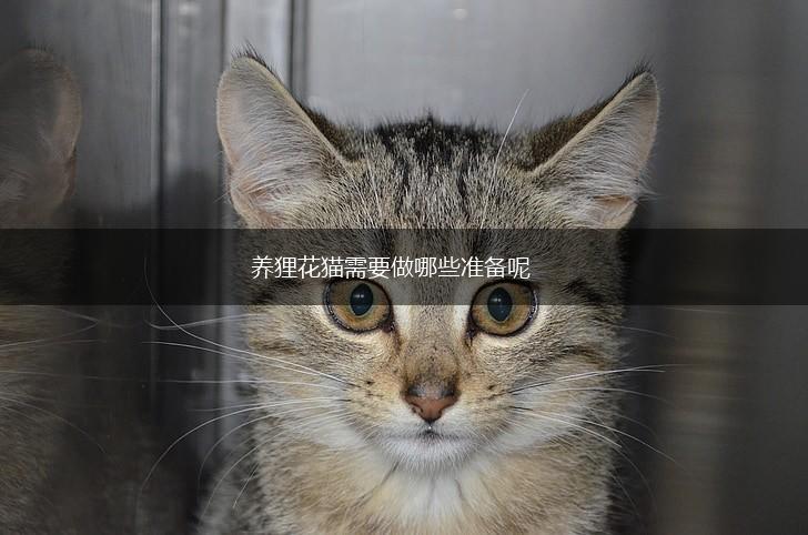 养狸花猫需要做哪些准备呢,第1张