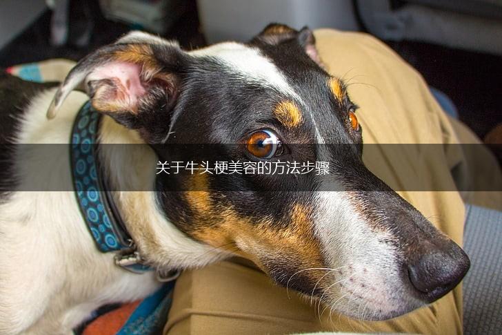 关于牛头梗美容的方法步骤,第1张
