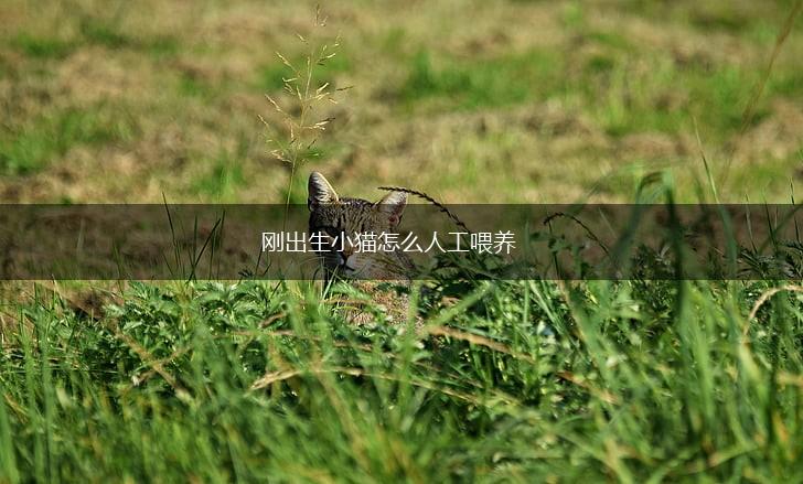 刚出生小猫怎么人工喂养,第1张