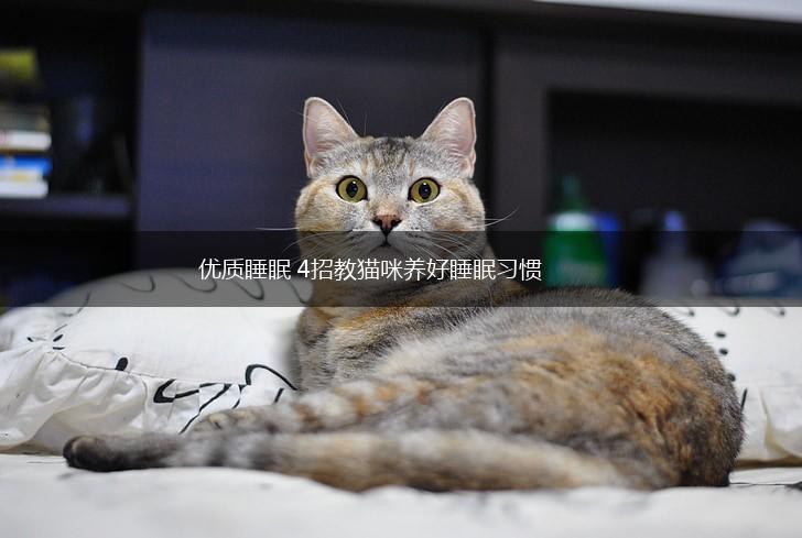 优质睡眠 4招教猫咪养好睡眠习惯,第1张
