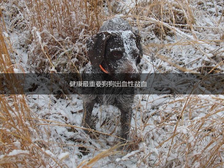 健康最重要狗狗出血性贫血,第1张