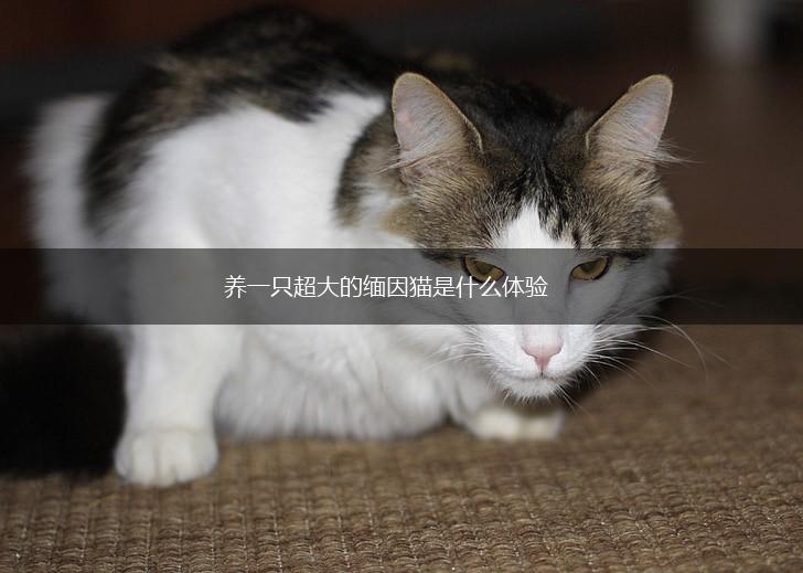 养一只超大的缅因猫是什么体验,第1张
