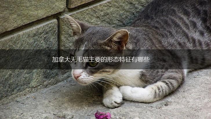 加拿大无毛猫主要的形态特征有哪些,第1张