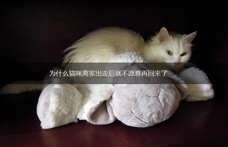 为什么猫咪离家出走后就不愿意再回来了,第1张