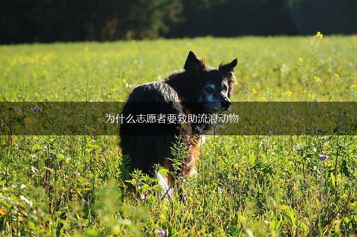 为什么志愿者要救助流浪动物,第1张