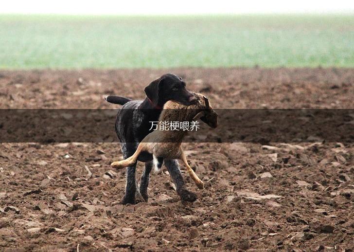 万能梗喂养,第1张