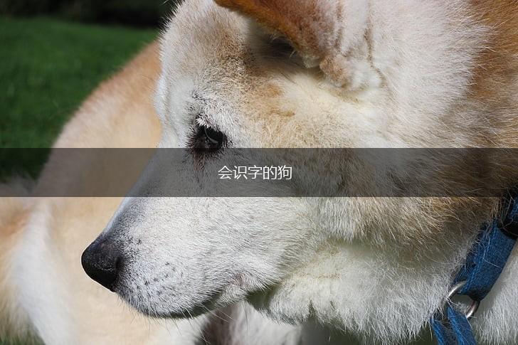 会识字的狗,第1张