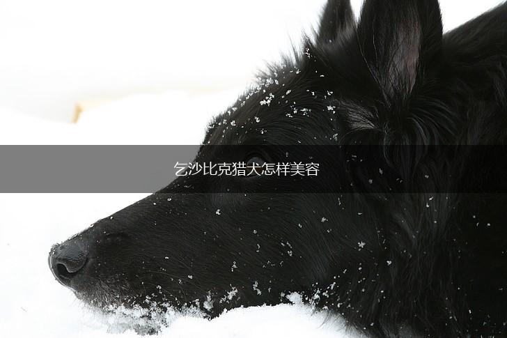 乞沙比克猎犬怎样美容,第1张