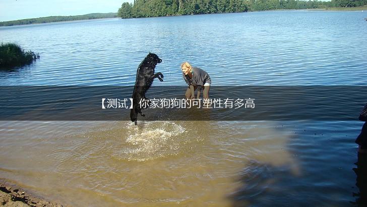 【测试】你家狗狗的可塑性有多高,第1张