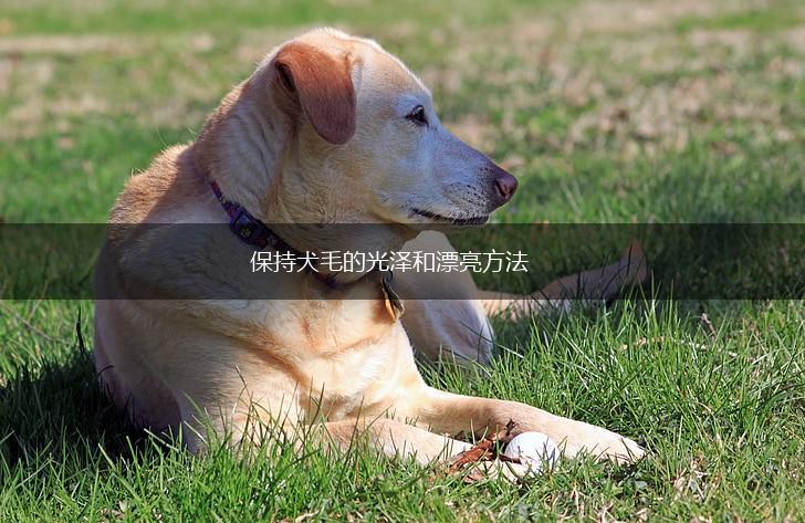 保持犬毛的光泽和漂亮方法,第1张