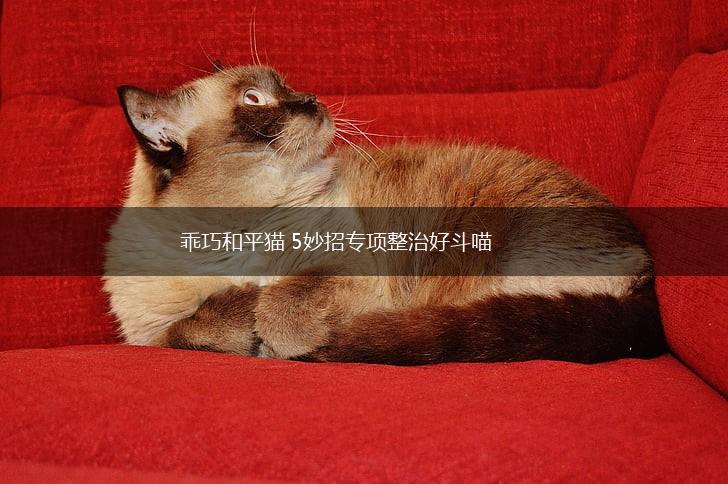 乖巧和平猫 5妙招专项整治好斗喵,第1张