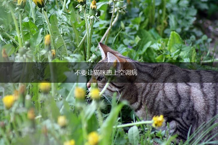 不要让猫咪患上空调病,第1张