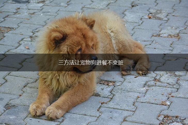 三方法让宠物狗进餐不变脏,第1张
