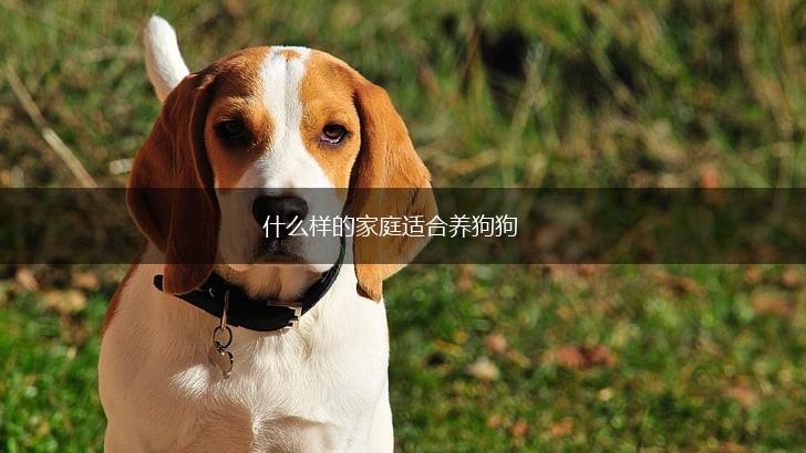 什么样的家庭适合养狗狗,第1张