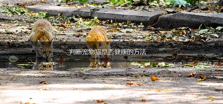 判断宠物猫是否健康的方法,第1张