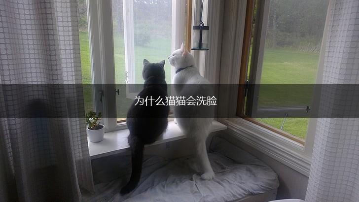 为什么猫猫会洗脸,第1张