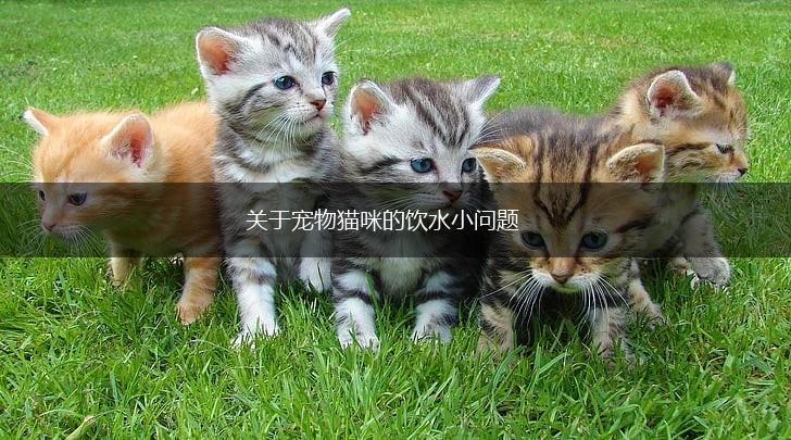 关于宠物猫咪的饮水小问题,第1张