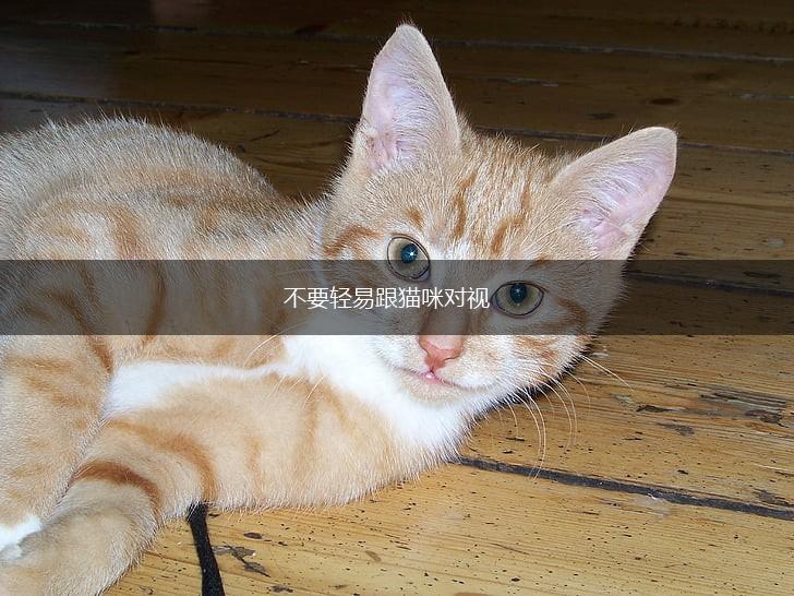 不要轻易跟猫咪对视,第1张