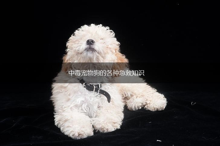 中毒宠物狗的各种急救知识,第1张