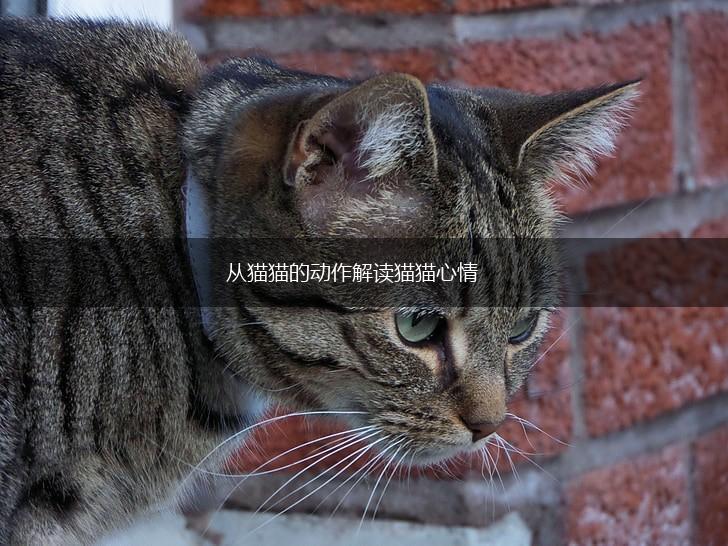 从猫猫的动作解读猫猫心情,第1张