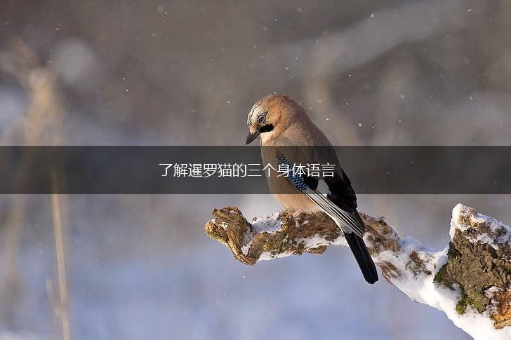 了解暹罗猫的三个身体语言,第1张