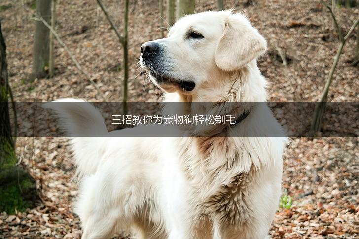 三招教你为宠物狗轻松剃毛,第1张