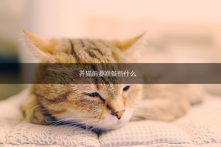 养猫前要准备些什么,第1张