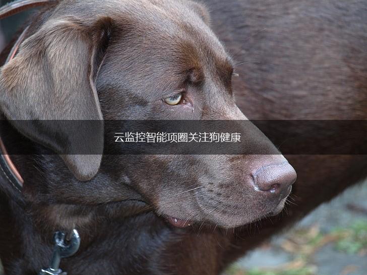 云监控智能项圈关注狗健康,第1张