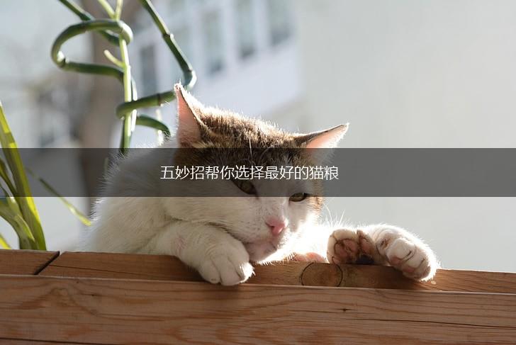 五妙招帮你选择最好的猫粮,第1张