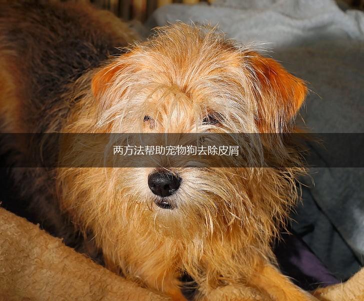 两方法帮助宠物狗去除皮屑,第1张
