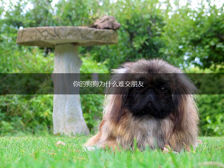 你的狗狗为什么难交朋友,第1张