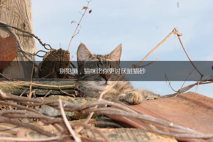别犯懒，猫咪比你更讨厌脏猫砂,第1张