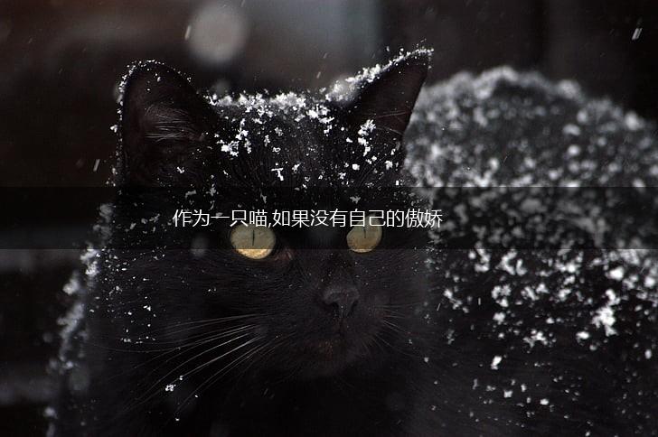 作为一只喵,如果没有自己的傲娇,第1张