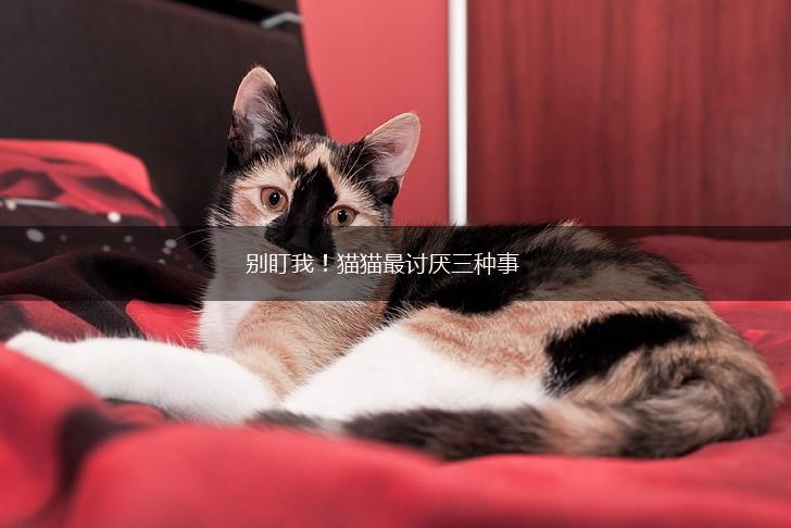 别盯我！猫猫最讨厌三种事,第1张