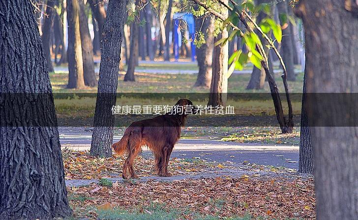 健康最重要狗狗营养性贫血,第1张