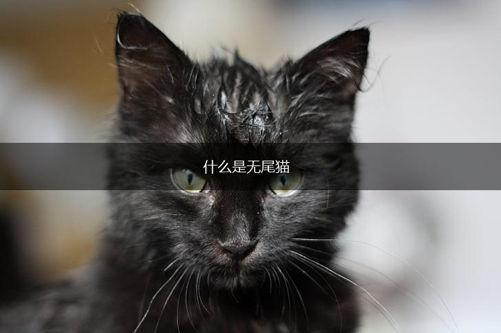 什么是无尾猫,第1张