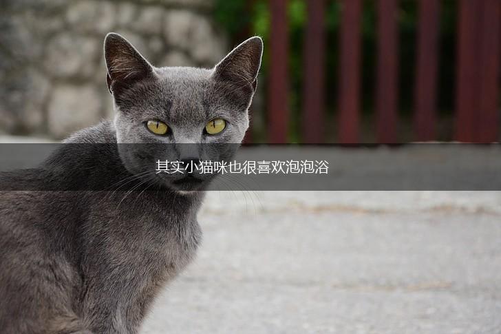其实小猫咪也很喜欢泡泡浴,第1张