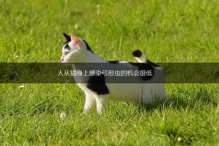 人从猫身上感染弓形虫的机会很低,第1张