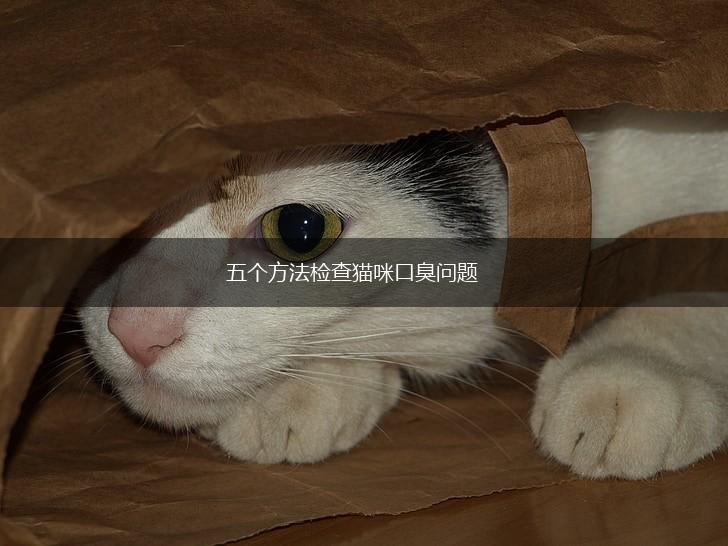 五个方法检查猫咪口臭问题,第1张